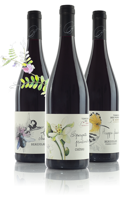 gamme vins grands terroirs du beaujolais - 25-07-22
