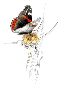illustration papillon