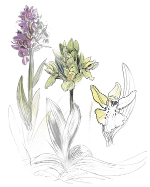 orchis sureau 1