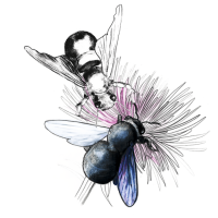 cropped-illustration-abeille-charpentier.png
