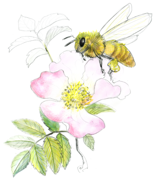 illustration abeille butine rose sauvage
