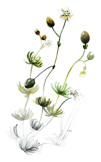 illustration spargoute printaniere plante -